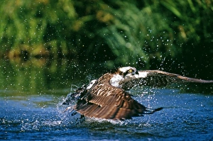 Osprey, Pandion haliaeetus, exploding out of water with a trout, Finland, summer Osprey, Pandion haliaeetus, exploding out of water with a trout, Finland, summer
