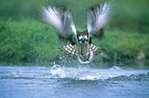 Osprey, Pandion haliaeetus, exploding out of water with a trout, Finland, summer