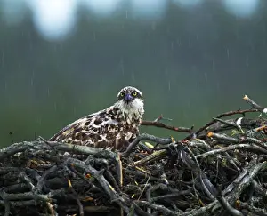 Female Prints: Osprey, Pandion haliaeetus, female brooding young on nest in heavy rain, Finland, July