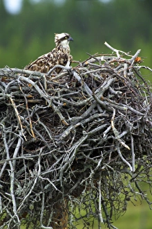 Osprey, Pandion haliaeetus, female on nest in rain, Finland, July Osprey, Pandion haliaeetus, female on nest in rain, Finland, July