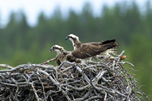 Osprey, Pandion haliaeetus, male and female at nest, Finland, July Osprey, Pandion haliaeetus, male and female at nest, Finland, July