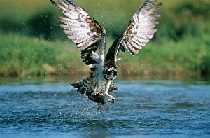 Bird Prints: Osprey, Pandion haliaeetus, with trout, summer