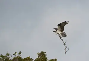 Everglades Prints: Osprey Pandion haliaets carrying stick to nest Florida Everglades