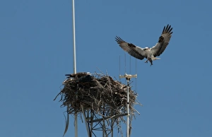 Osprey Pandion haliaetus bringng fish to nest on radio mast Florida Everglades Osprey Pandion haliaetus bringng fish to nest on radio mast Florida Everglades