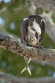 Everglades Prints: Osprey Pandion haliaetus eating fish Florida Everglades