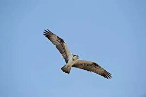 Everglades Prints: Osprey Pandion haliaetus Florida Everglades