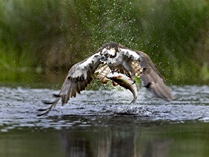 Osprey Pandion haliaetus with trout Rothiemurchus fish farm Speyside Scotland July Osprey Pandion haliaetus with trout Rothiemurchus fish farm Speyside Scotland July