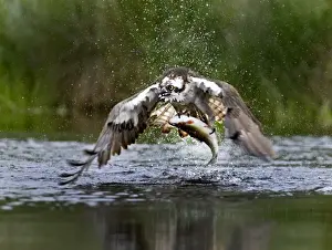 Images Dated 2012: Osprey Pandion haliaetus with trout Rothiemurchus fish farm Speyside Scotland July
