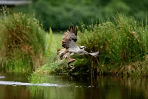 Highlands Prints: Osprey Pandion haliatus fishing Inverdruie Fish Farm Speyside Scotland July
