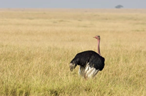 Ostrich Prints: Ostrich Struthio camelus Masai Mara Kenya