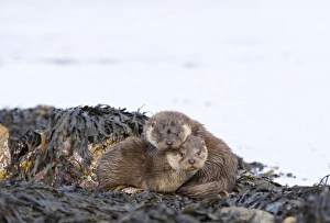 Shetland Prints: Otter Lutra lutra 3mth old cubs Shetland April