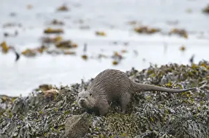 Mammal Prints: Otter Lutra lutra depositing a scat on shore Shetland April