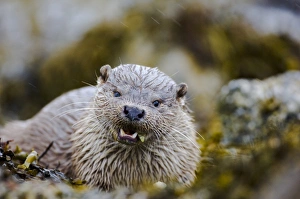 Otter Prints: Otter Lutra lutra eating crab Shetland June