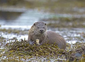 Otter, Lutra lutra, feeding on a crab, Shetland, UK, summer