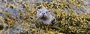 Otter Lutra lutra female Shetland Scotland June