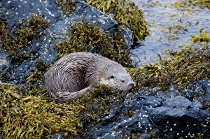 Otter Lutra lutra female Shetland Scotland June