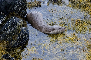 Otter Lutra lutra female Shetland Scotland June