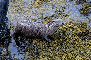 Otter Lutra lutra female Shetland Scotland June