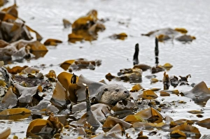 Mammal Prints: Otter Lutra lutra hiding in kelp Shetland