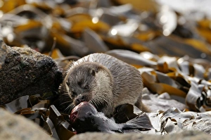 Otter Lutra lutra with Lump Sucker fish Fetlar Shetland Otter Lutra lutra with Lump Sucker fish Fetlar Shetland