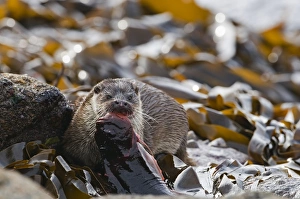 Otter Lutra lutra mother with large lumpsucker Shetland April