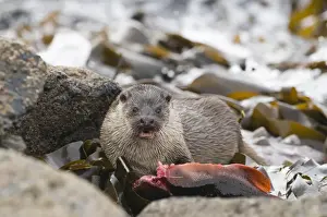 Shetland Prints: Otter Lutra lutra mother with large lumpsucker Shetland April