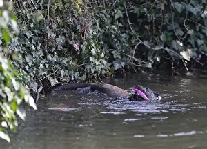 Otter Lutra lutra playing with snagged anglers lure in River Thet Norfolk
