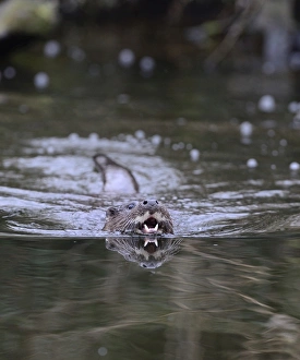 Otter Lutra lutra on River Thet Norfolk