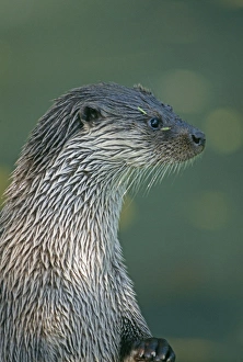 Otter Prints: Otter, Lutra lutra, Shertland, Scotland, summer
