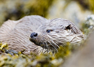 Otter Lutra lutra Shetland June