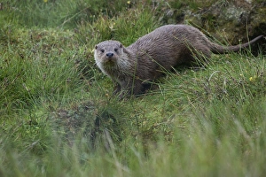Mammal Prints: Otter Lutra lutra Shetland summer