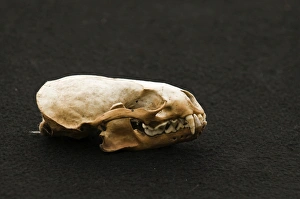 Shetland Prints: Otter Lutra lutra skull Shetland Scotland