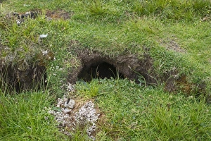 Shetland Prints: Otter scats at latrine close to holt Shetland summer