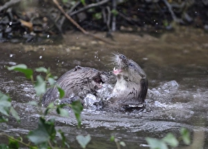 Otters Lutra lutra well grown cubs play fighting on River Thet Thetford Norfolk Otters Lutra lutra well grown cubs play fighting on River Thet Thetford Norfolk