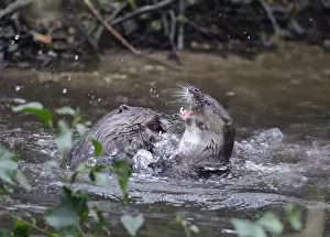 Mammal Prints: Otters Lutra lutra well grown cubs play fighting on River Thet Thetford Norfolk