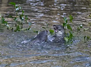 Otters Lutra lutra well grown cubs play fighting on River Thet Thetford Norfolk