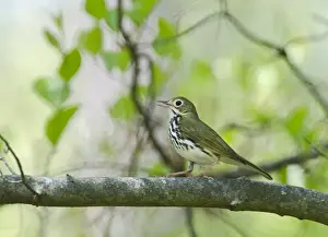 North America Prints: Ovenbird Seiurus aurocapilla Cape May New Jersey USA May