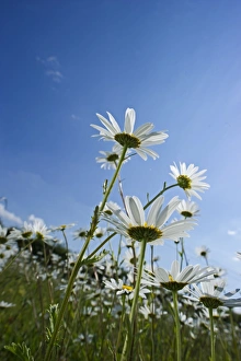 Summer Prints: Ox-eye Daisy field North Norfolk summer