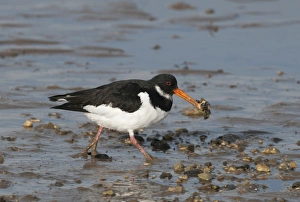 Oystercatcher Haematopus ostralegus feeding on mussels Norfolk winter Oystercatcher Haematopus ostralegus feeding on mussels Norfolk winter