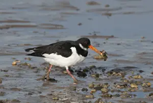 Waders Prints: Oystercatcher Haematopus ostralegus feeding on mussels Norfolk winter