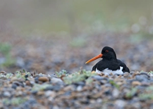 Oystercatcher Haematopus ostralegus on nest Cley Norfolk spring Oystercatcher Haematopus ostralegus on nest Cley Norfolk spring