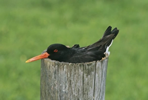 Oystercatcher Haematopus ostralegus nesting in top of hollowed out fence post Shetland Oystercatcher Haematopus ostralegus nesting in top of hollowed out fence post Shetland