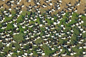 Oystercatcher Haematopus ostralegus roosting on gravel pit at Snettisham RSPB Reserve Oystercatcher Haematopus ostralegus roosting on gravel pit at Snettisham RSPB Reserve