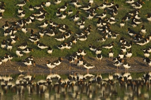 Oystercatcher Haematopus ostralegus roosting on gravel pit at Snettisham RSPB Reserve Oystercatcher Haematopus ostralegus roosting on gravel pit at Snettisham RSPB Reserve