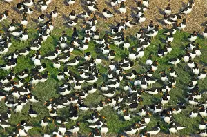 Images Dated 9th September 2006: Oystercatcher Haematopus ostralegus roosting on gravel pit at Snettisham RSPB Reserve
