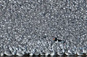 Trending: Oystercatcher Haematopus ostralegus among roosting Knot Caldris canutus Snettisham