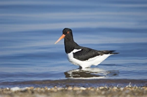 Oystercatcher Haematopus ostralegus Snettisham The Wash Norfolk August
