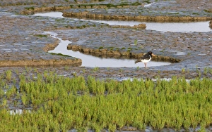 Oystercatcher Haematopus ostralegus Snettisham The Wash Norfolk August Oystercatcher Haematopus ostralegus Snettisham The Wash Norfolk August