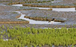 Snettisham Prints: Oystercatcher Haematopus ostralegus Snettisham The Wash Norfolk August