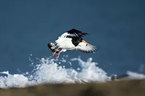 Oystercatcher Haematopus ostralegus taking off Northumberland UK winter Oystercatcher Haematopus ostralegus taking off Northumberland UK winter